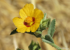 Sida galheirensis
