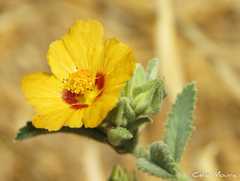 Sida galheirensis