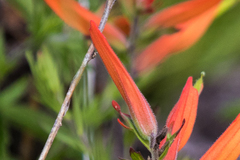 Castilleja patriotica