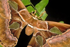 Rothschildia aurota