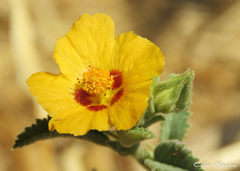 Sida galheirensis