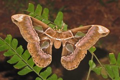 Rothschildia aurota