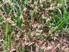 Hornungia procumbens