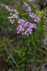 Stevia plummerae