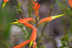 Castilleja patriotica