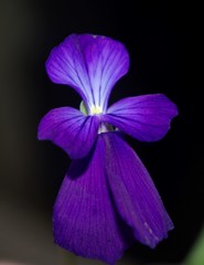 Viola munbyana image