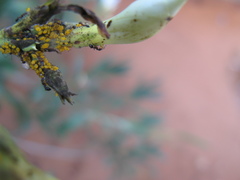 Monomorium subopacum