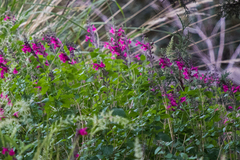 Salvia lemmonii