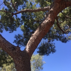 Pinus