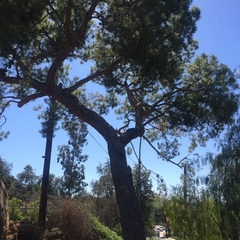Pinus