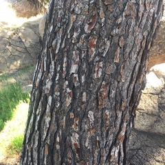 Pinus