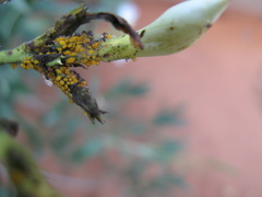 Monomorium subopacum