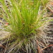 Hair Grass - Photo (c) Matt Lavin, some rights reserved (CC BY-SA)