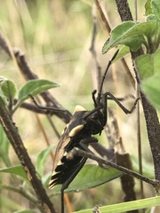 Spartocera alternata
