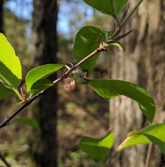 Contarinia cerasiserotinae
