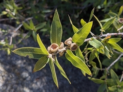Quercus peninsularis