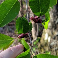 Contarinia cerasiserotinae