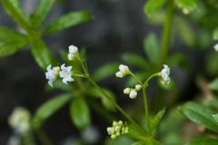 Galium mexicanum