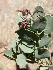 Arctostaphylos peninsularis