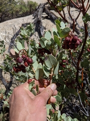 Arctostaphylos peninsularis