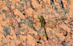 Gomphus