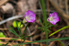 Ipomoea plummerae