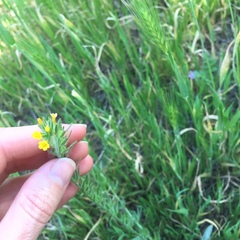 Boraginaceae