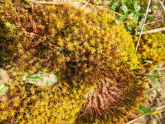 Syntrichia ruraliformis
