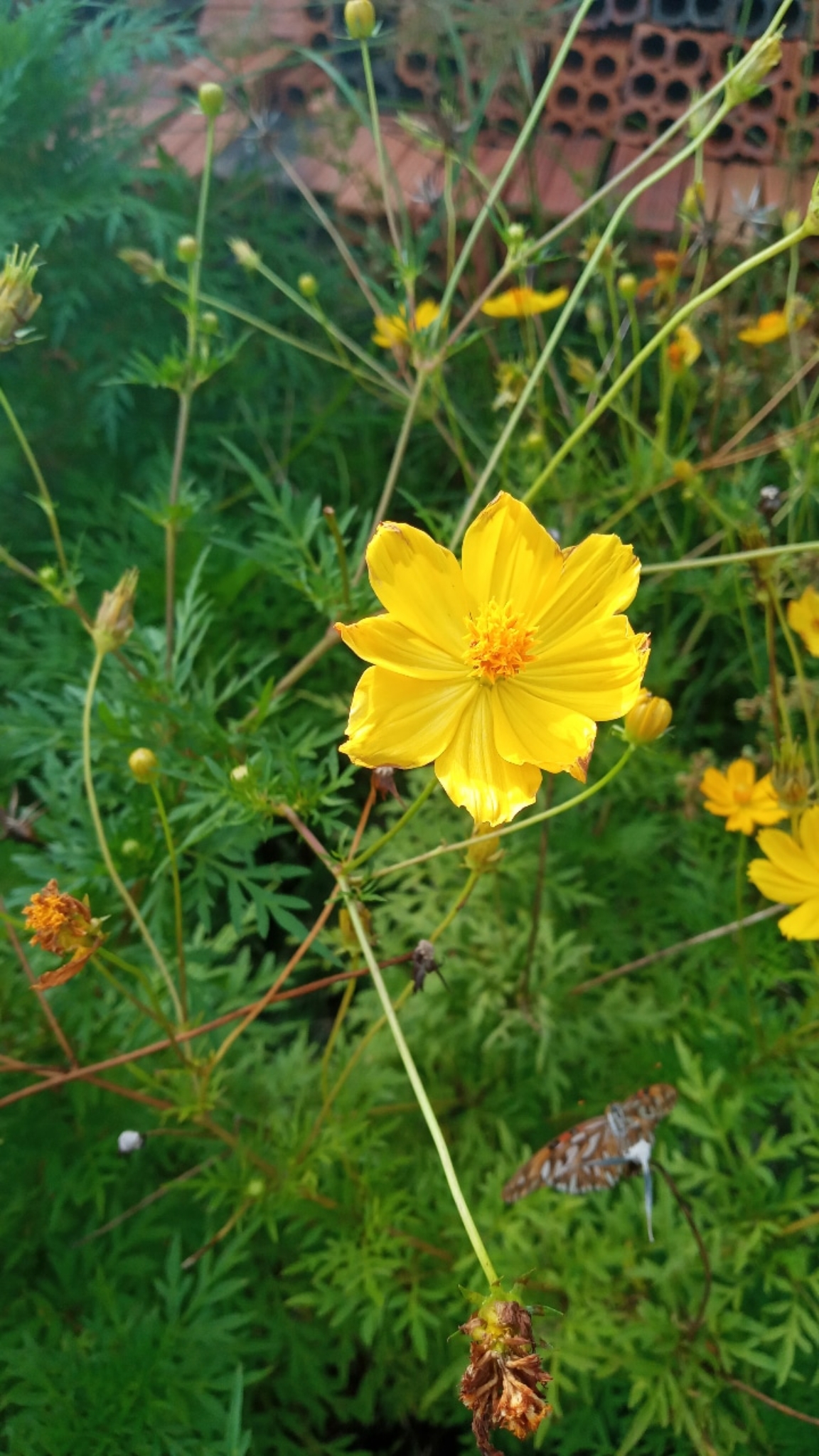Cosmos sulphureus