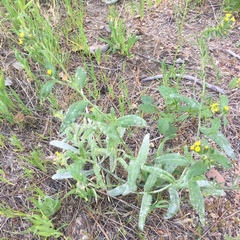 Boraginaceae