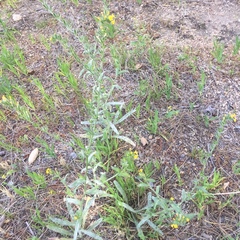 Boraginaceae