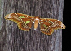 Rothschildia lutea