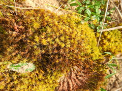 Syntrichia ruraliformis