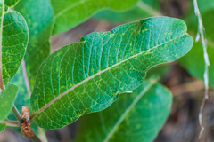 Asclepias hypoleuca