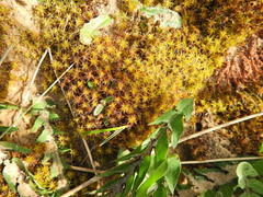 Syntrichia ruraliformis