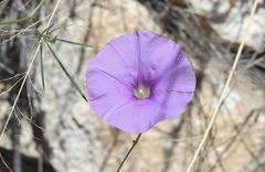 Ipomoea ternifolia