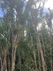 Drypetes diversifolia