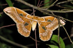 Rothschildia lutea