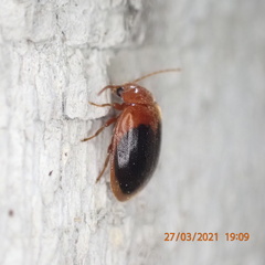 Prionocyphon discoideus