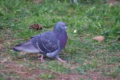 Columba livia domestica