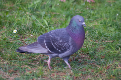 Columba livia domestica