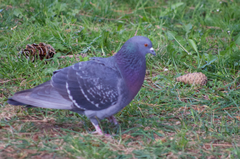 Columba livia domestica