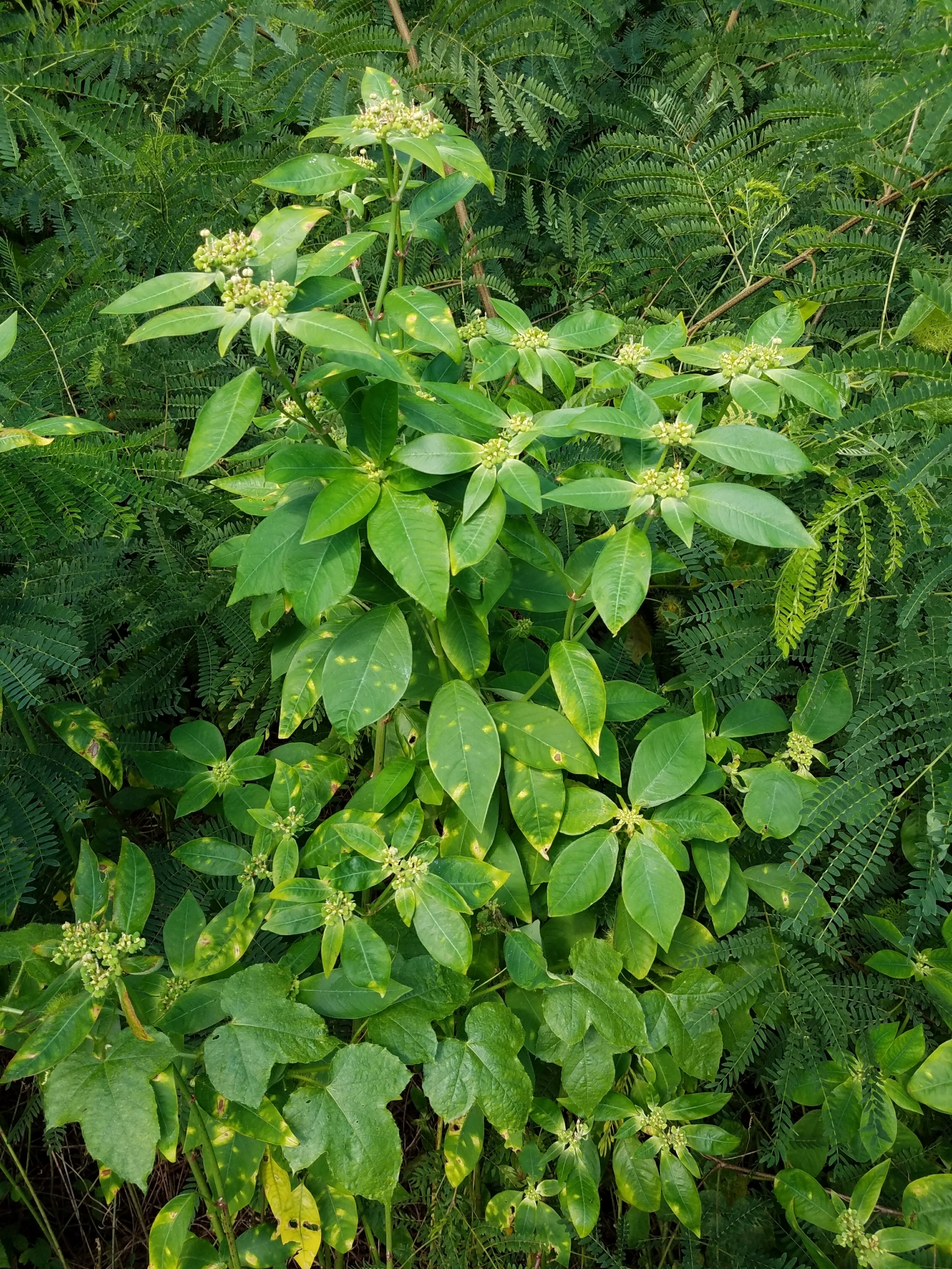 Painted Spurge Euphorbia Heterophylla Inaturalist