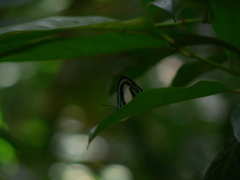 Danis danis