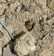 Andrena bicolor