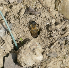 Andrena bicolor