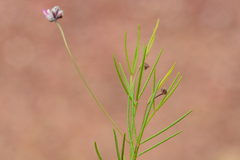 Dalea filiformis