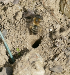 Andrena bicolor