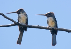 Jacamaralcyon tridactyla