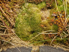 Bryum dichotomum